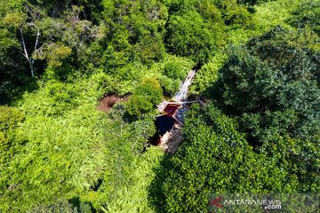 Menjaga hutan gambut dan karbon di Tanjungjabung Timur