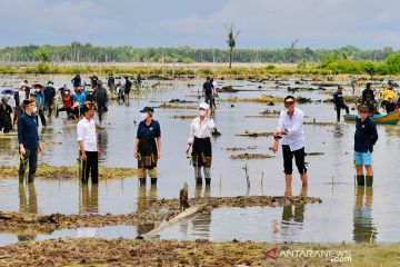 Rehabilitasi hutan mangrove dan cita-cita ekonomi hijau