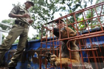 Polisi amankan truk pengangkut ratusan anjing di Tol Kalikangkung
