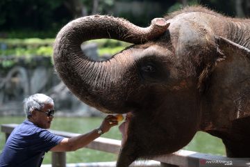 Bali Zoo akan dukung aturan libur akhir tahun dari pemerintah