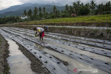 Petani Beralih Tanam Cabai Rawit