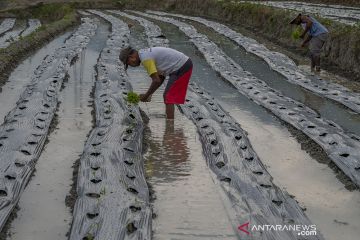 Petani Beralih Tanam Cabai Rawit