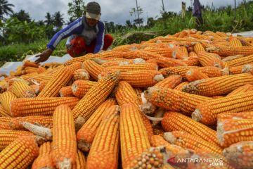Kebutuhan jagung untuk pakan ternak