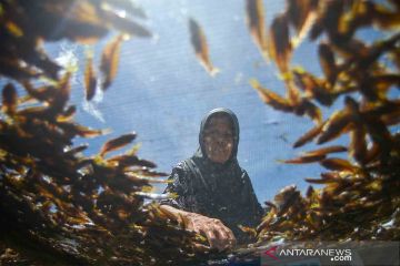 Pengolahan ikan bilih di Solok