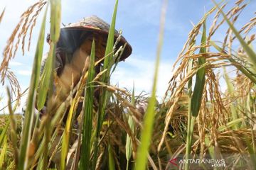 Harga gabah tinggi di Aceh