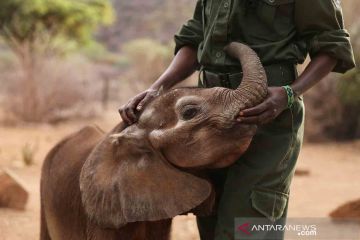 Suaka gajah Reteti Kenya