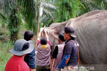 Tim BKSDA Riau temukan gajah liar sakit