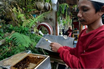 Budi daya madu teuweul di Lampung