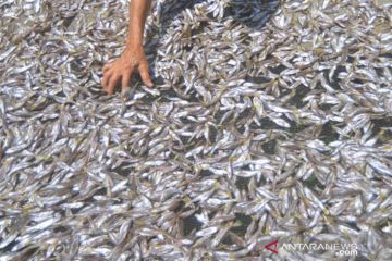 Pengolahan Ikan Bilih Di Solok