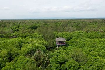 DLH: Kondisi mangrove di Cilacap makin membaik