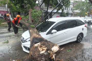 BPBD Jember: Bencana angin kencang terjadi di 10 lokasi