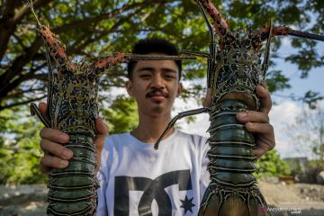 KKP sebut telah berhasil majukan inovasi teknologi budidaya lobster