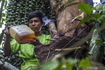 Pengembangan produk hasil hutan non kayu di Kalsel