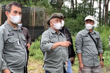 KLHK: Satwa liar bermunculan di taman nasional selama pandemi