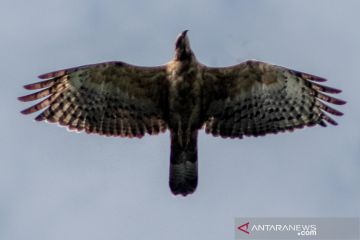 Pengamatan migrasi burung pemangsa