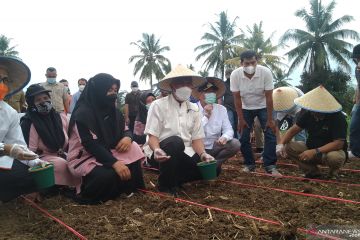 Sumbar kembangkan pertanian dengan anggaran 10 persen dari APBD