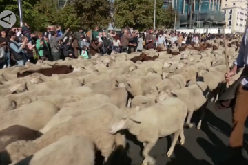 Perjalanan rombongan domba penuhi jalan raya di Madrid