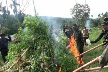 BNN RI musnahkan 5.000 batang pohon ganja