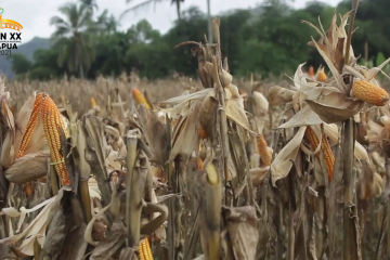 Presiden Jokowi minta Mentan naikkan produksi jagung