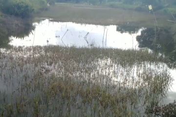 Jambi janjikan bantuan benih untuk lahan padi terendam banjir