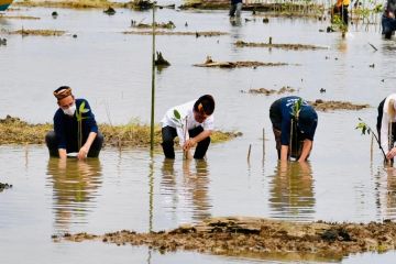 Jokowi tanam mangrove di Desa Bebatu