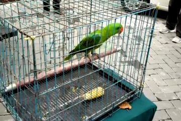 Polresta Sidoarjo ungkap perdagangan burung ilegal