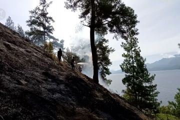 8 hektare hutan pinus Aceh Tengah terbakar