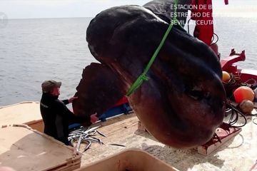 Ikan bulan raksasa ditangkap oleh nelayan di lepas pantai Spanyol