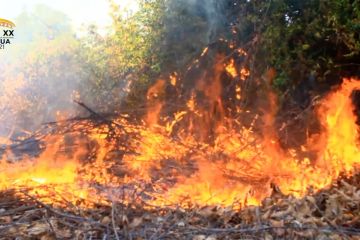 Selama Oktober, 57 hektare hutan dan lahan di Aceh terbakar