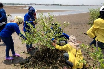 Kota Pekalongan tanam mangrove untuk kurangi dampak perubahan iklim