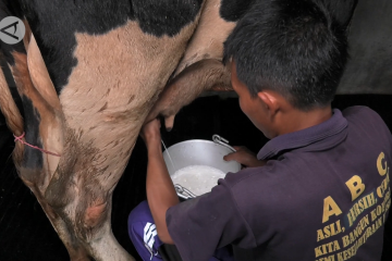 Kisah peternak sapi perah dari kaki Semeru