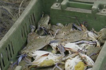 Musim tangkap kepiting jadi pekerjaan sementara warga Gaza