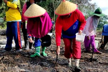 Nugal, kearifan masyarakat Babel dalam pemenuhan pangan