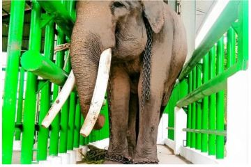 Gajah liar serang warga Lampung Timur sudah kembali ke hutan