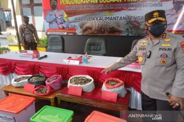 Empat penjual sisik trenggiling di Kalteng terancam lima tahun penjara