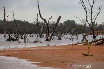 Kerusakan hutan mangrove Batam