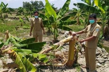 Puluhan pohon pisang di Lamongan dirusak, tiru video viral