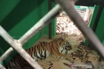 Harimau sumatra yang direhabilitasi di BKSDA Jambi mati