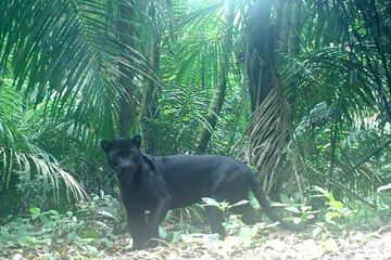 BKSDA: Belasan ekor macan kumbang hidup di Pulau Nusakambangan