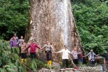 Pohon besar di Koto Malintang bisa dikembangkan sebagai kampus alam