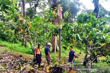 Bunga bangkai setinggi empat meter tumbuh di kebun warga di Agam