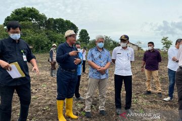 KSP : "Food Estate" di Sumba Tengah buat waktu tanam lebih cepat