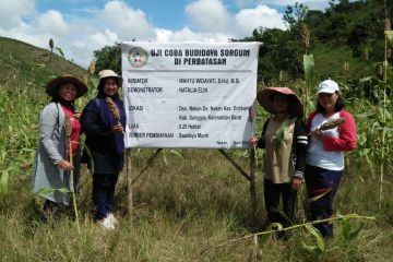 Menggarap potensi budidaya Sorgum di Kalbar