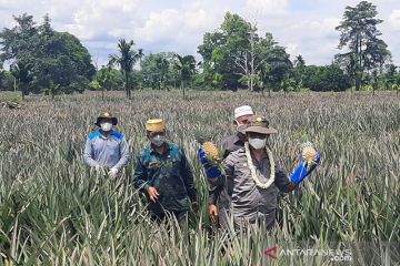 Panen nanas di Jambi, Mentan minta pemda serius garap hilirisasi nanas