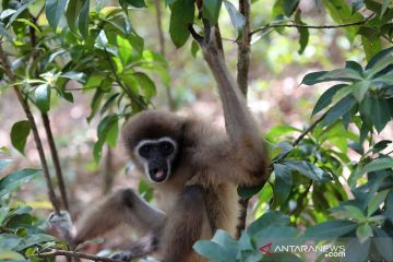 Pelepasliaran Owa Lar dan Owa Siamang di Aceh Besar