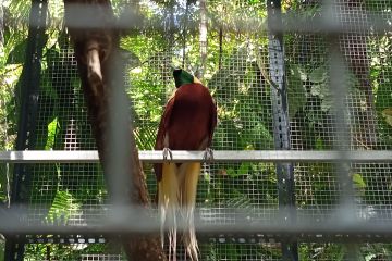 Sejumlah burung cenderawasih dilepasliarkan di TWA Sorong