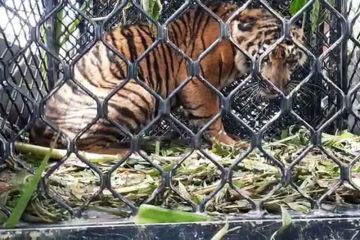 Harimau masuk perkebunan warga di Aceh Selatan