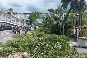 Pohon beringin tumbang timpa kendaraan di Jalan Otista Raya Jaktim