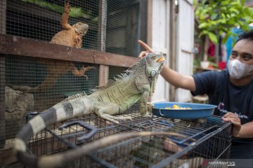 Budi Daya Iguana Di Palembang