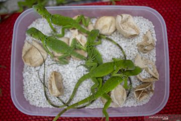 Budi Daya Iguana Di Palembang